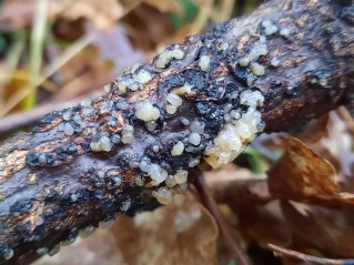 Tremella globispora