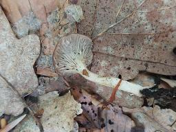 Faerberia carbonaria
