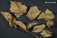 Caeoma miniatum