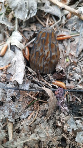 Morchella semilibera