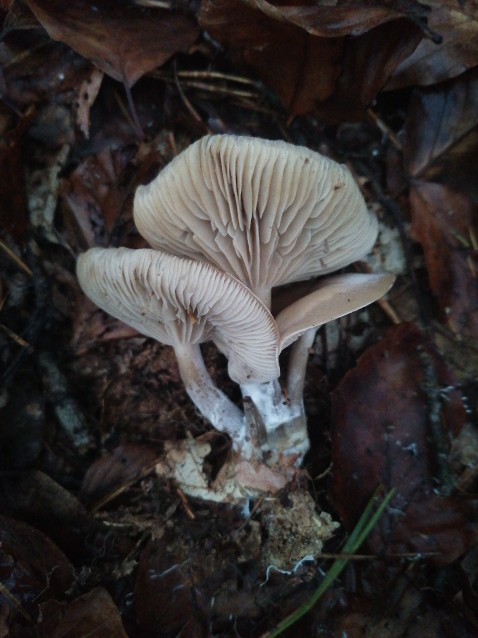 Ampulloclitocybe clavipes