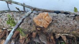Naematelia encephala