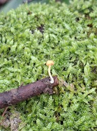 Pruinomycena acicula
