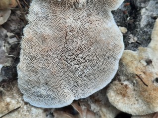 Hapalopilus nidulans