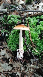Amanita fulva