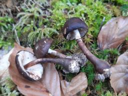 Leucoagaricus badhamii