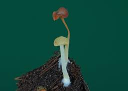 Lactocollybia epia