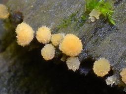 Bactridium flavum