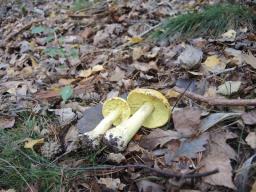 Tricholoma equestre