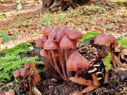 Mycena haematopus