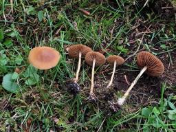 Agrocybe arvalis