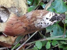 Hortiboletus rubellus