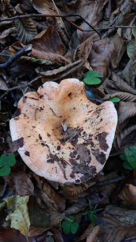 Lactarius deliciosus