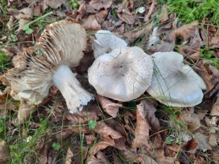 Tricholoma pardinum