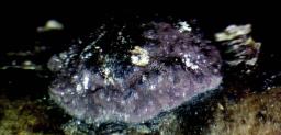 Hypoxylon fuscum