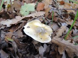 Tricholoma sejunctum