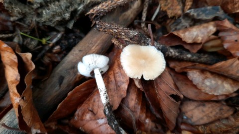 Hydropodia subalpina