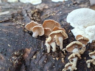 Panellus stipticus