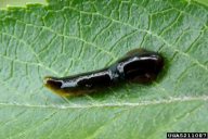 Caliroa cerasi