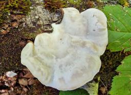 Tyromyces chioneus