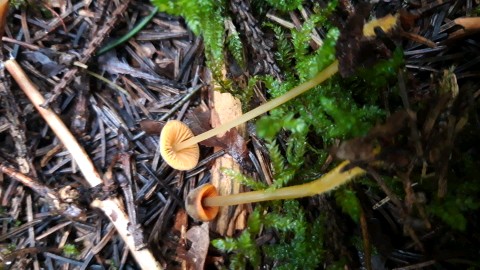 Mycena aurantiomarginata