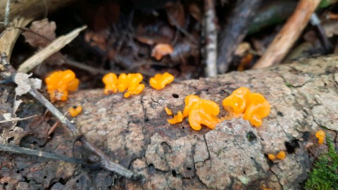 Dacrymyces chrysospermus