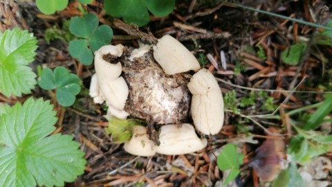 Geastrum triplex
