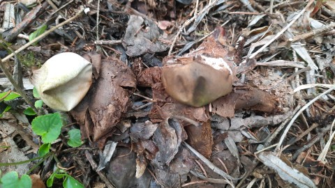 Geastrum triplex