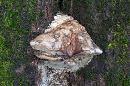 Vanderbylia fraxinea