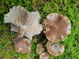 Lyophyllum semitale