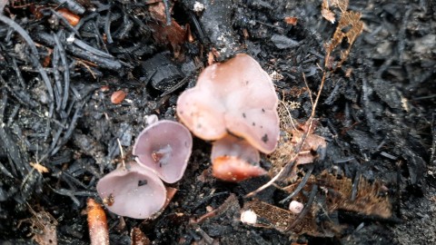 Geoscypha violacea