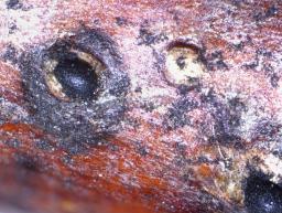 Juglanconis juglandina