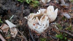 Sarcosphaera coronaria