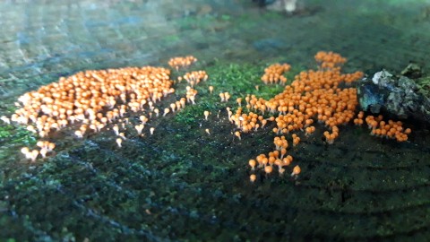 Hemitrichia decipiens