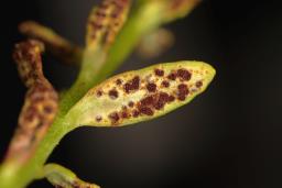 Uromyces scutellatus