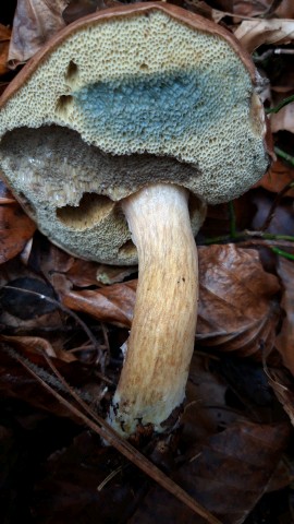 Imleria badia