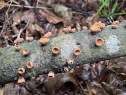Encoelia glaberrima