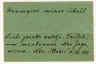 Uromyces minor