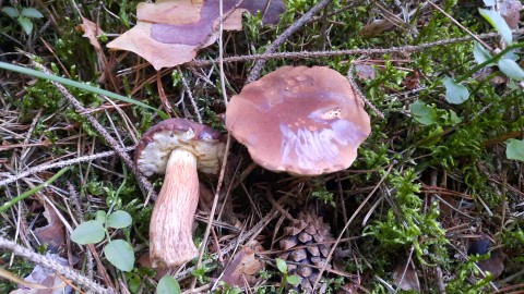Imleria badia
