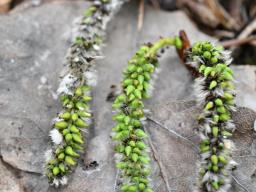 Taphrina johansonii