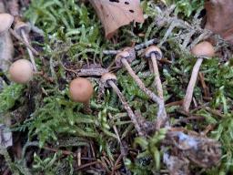Deconica phyllogena