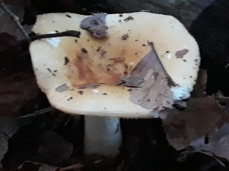 Russula fellea