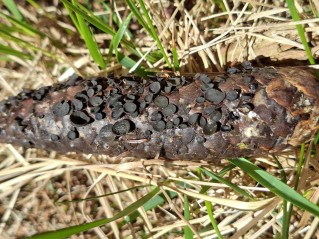 Rutstroemia bulgarioides