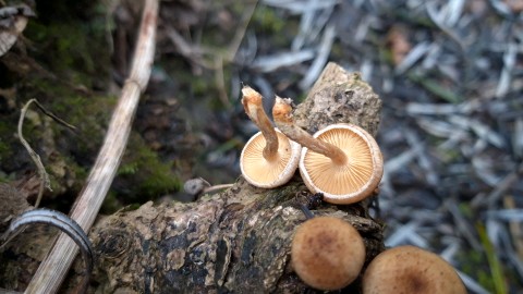 Tubaria furfuracea