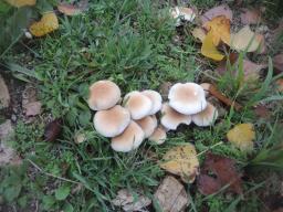 Cyclocybe cylindracea