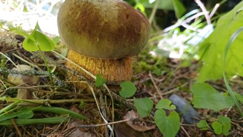 Suillellus luridus