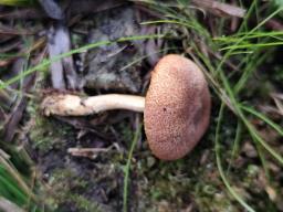 Tricholomopsis flammula
