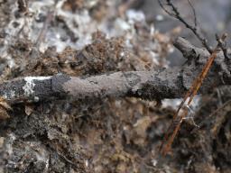 Thelephora atra