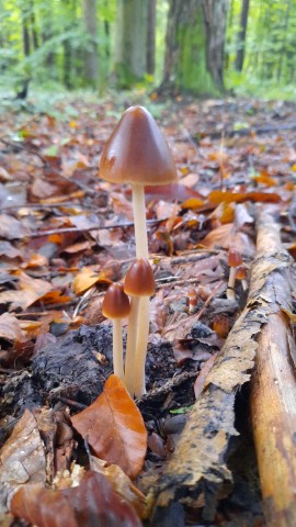 Parasola conopila