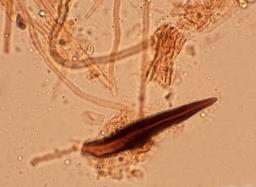 Onnia tomentosa